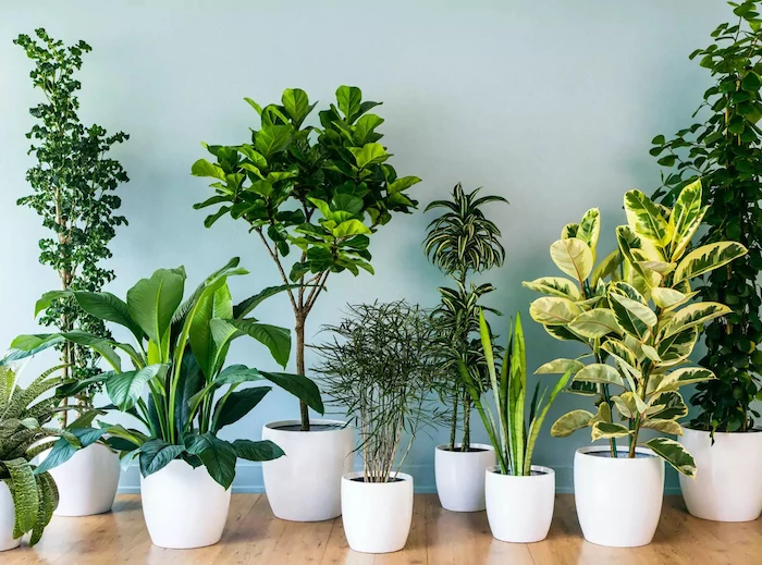 different types of indoor air purifying plants