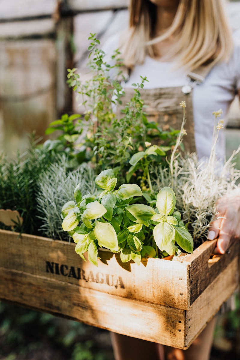 do any plants keep mosquitoes away