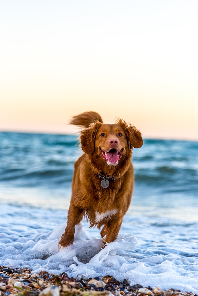 dog very happy on the beach