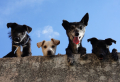Friendliest Dog Breeds: Find The Perfect Dog For You