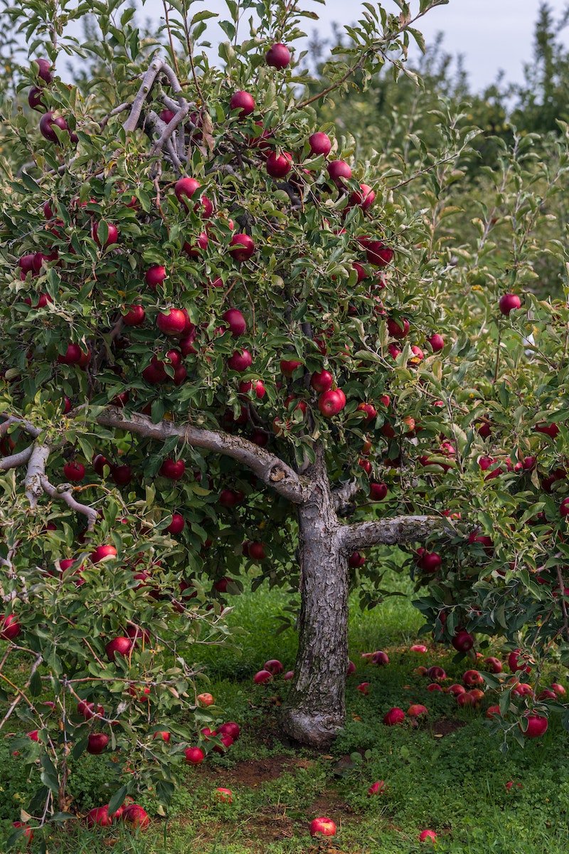 easiest dwarf fruit trees to grow