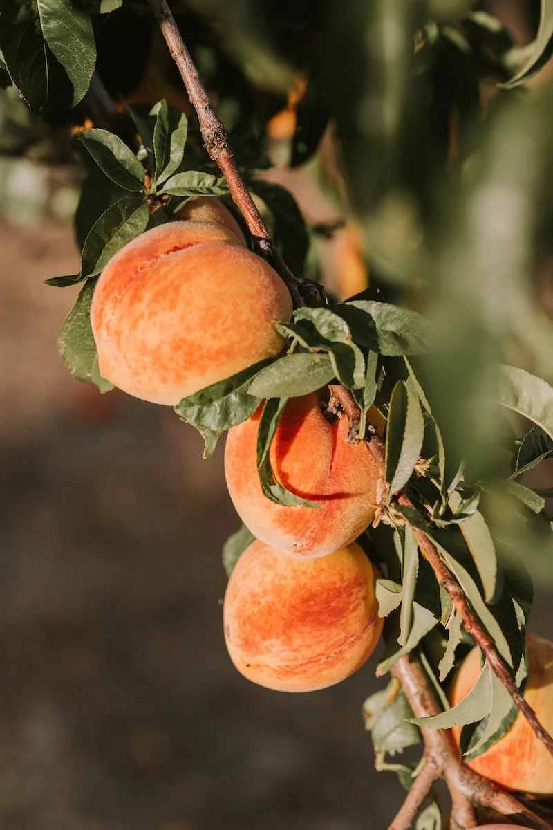 easy fruit trees to grow at home