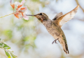How to Attract Hummingbirds to Your Garden: 10 Best Flowers to Plant