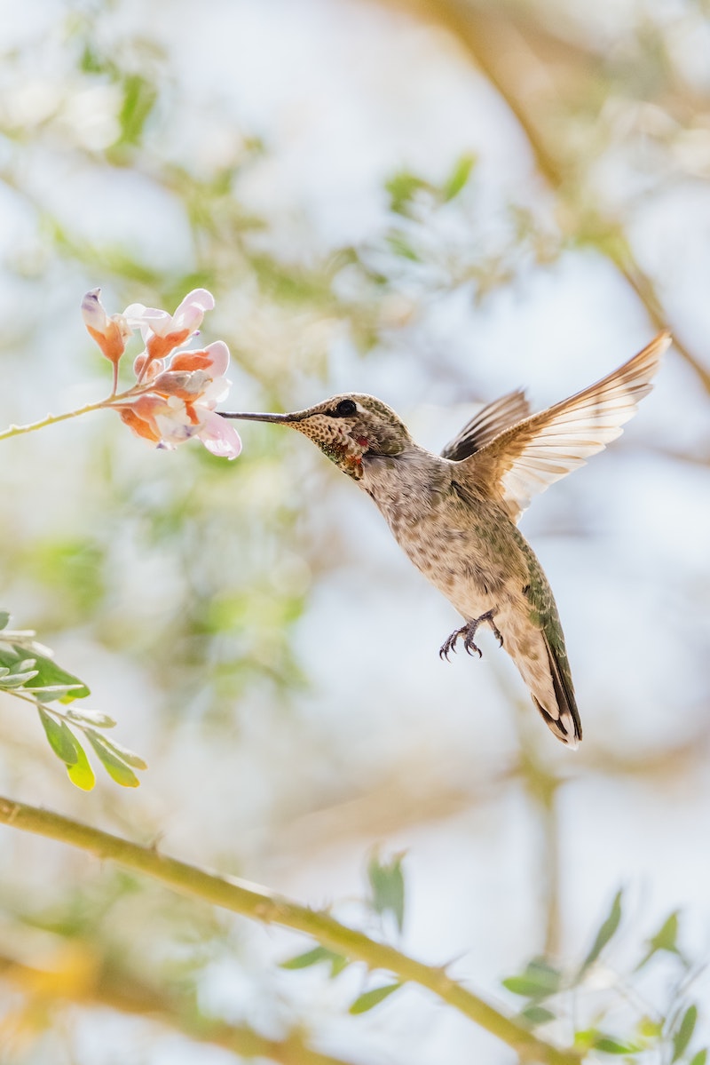 flowers attract hummingbirds annuals