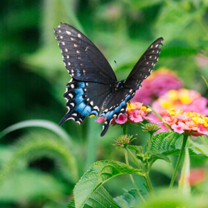Want to attract butterflies to your garden? Plant these 10 aromatic flowers