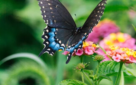 flowers butterflies are attracted to