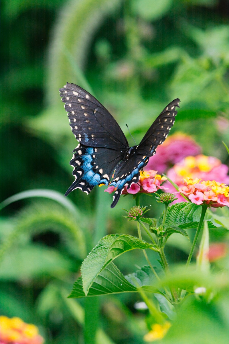 flowers butterflies are attracted to