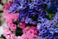 Want to attract butterflies to your garden? Plant these 10 aromatic flowers