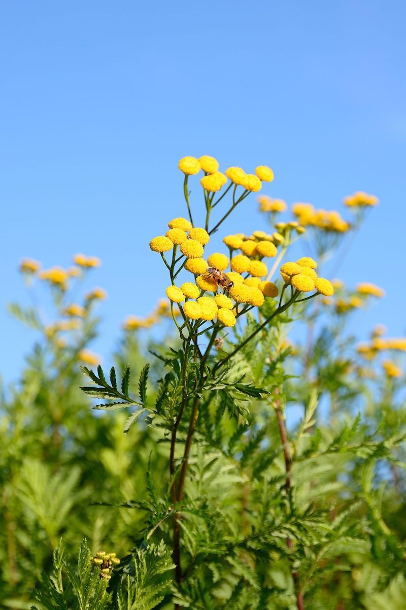 flowers that repel ticks from the garden yellow tansy flower in front of the sky