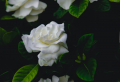 Which Are The Best Smelling Flowers? 9+ Garden Flowers
