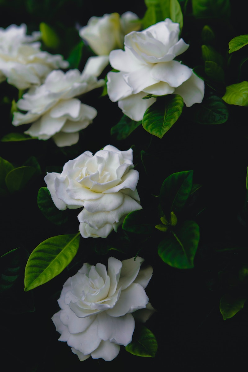 fragrant flowers gardenia bush with white flowers
