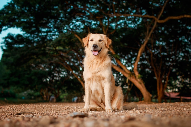 friendliest dog breeds golden retriver sticking its tongue out smiling