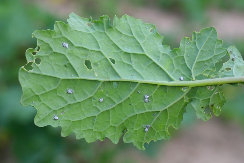 brevicoryne,brassicae,,commonly,known,as,the,cabbage,aphid,or,cabbage