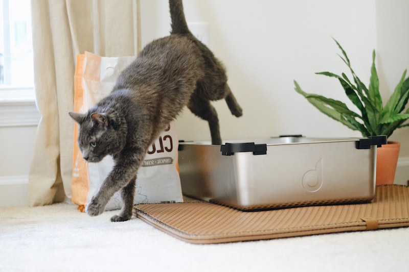 gray cat jumping out of its litter box