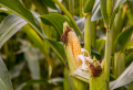 7+ Plants You Should NEVER Grow Next To Each Other