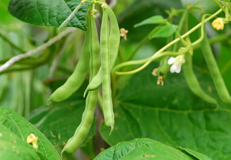 What To Plant In May: 5+ Delicious Veggies, Herbs and More