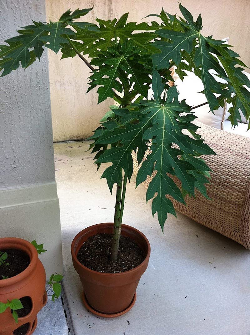 growing a papaya tree indoors