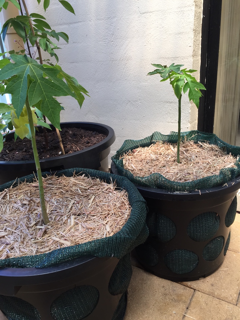 growing papaya in a container
