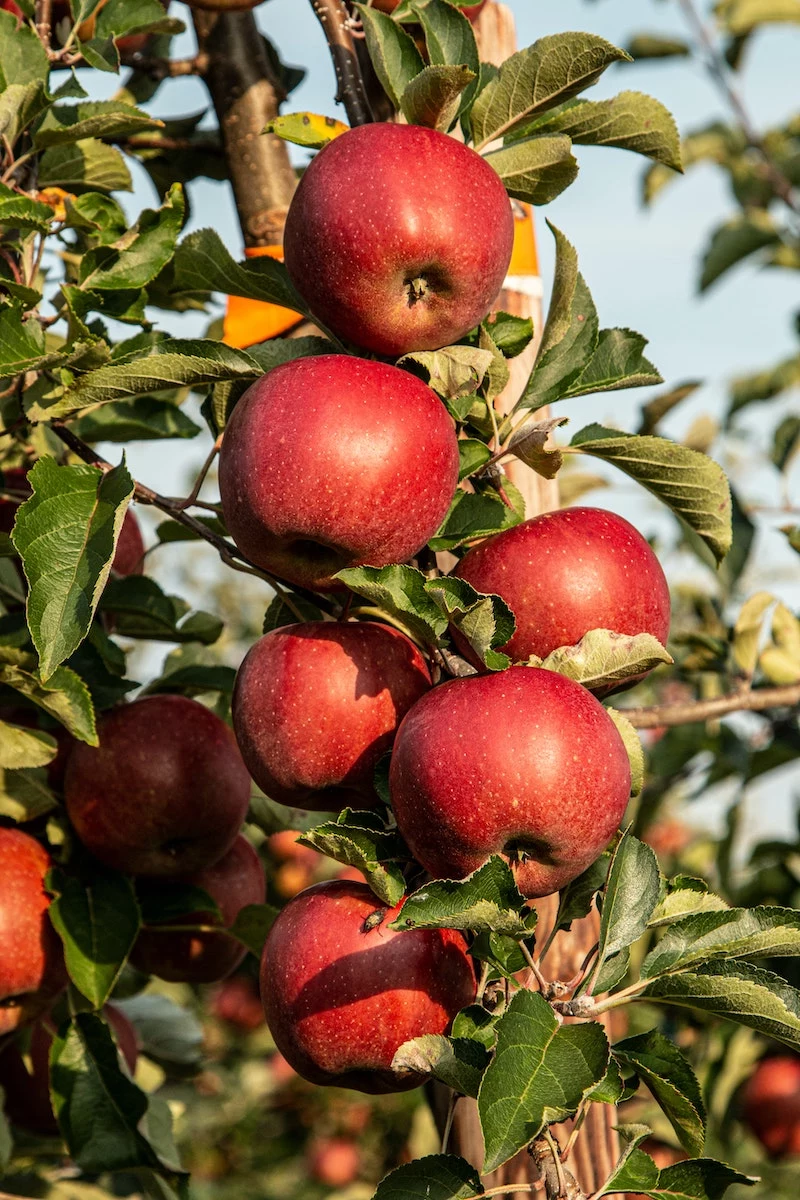 guaranteed weight loss red apples on a tree branch