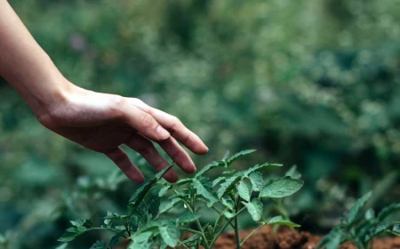 hand reaching out to touch growing plant in the garden