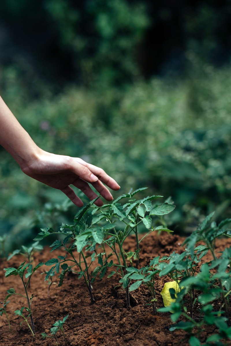 hand reaching out to touch growing plant in the garden