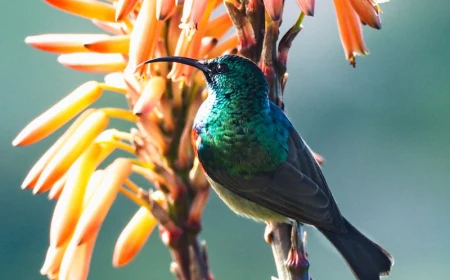 hanging basket flowers hummingbirds