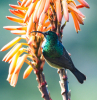 hanging basket flowers hummingbirds