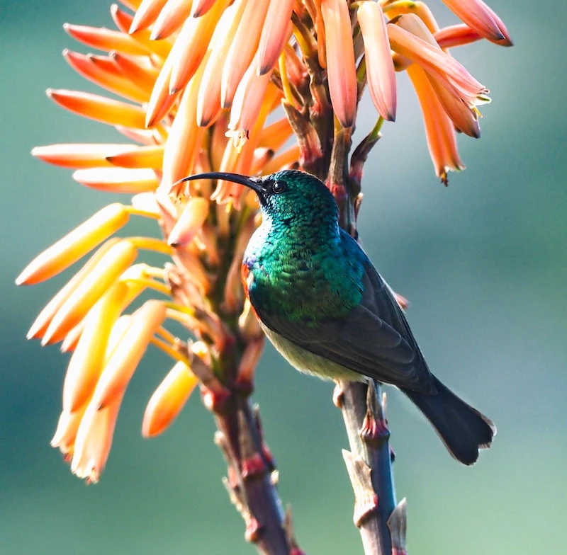 hanging basket flowers hummingbirds