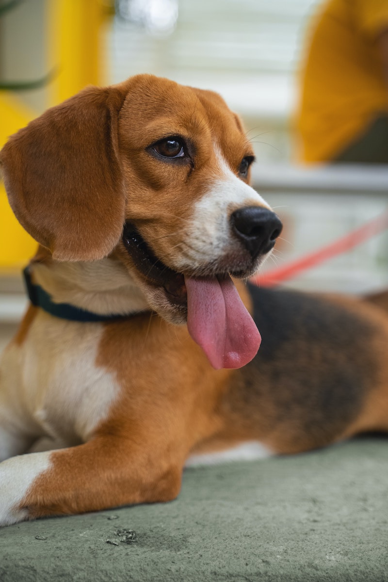 happy beagles laying down with tongue out