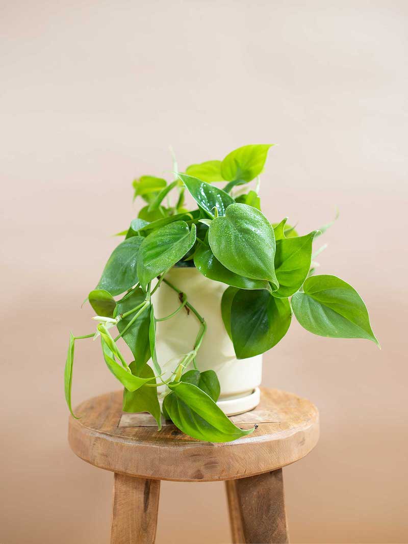 heartleaf philodendron on a wooden stool