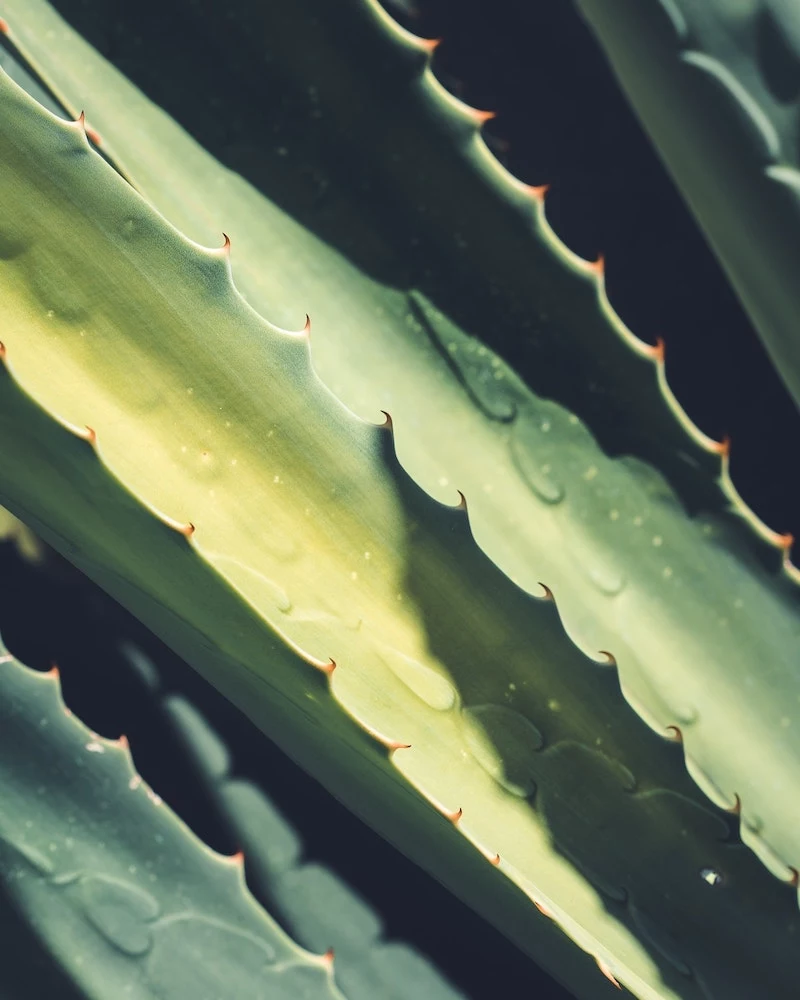 home remedies for dandruff close up of green aloe vera