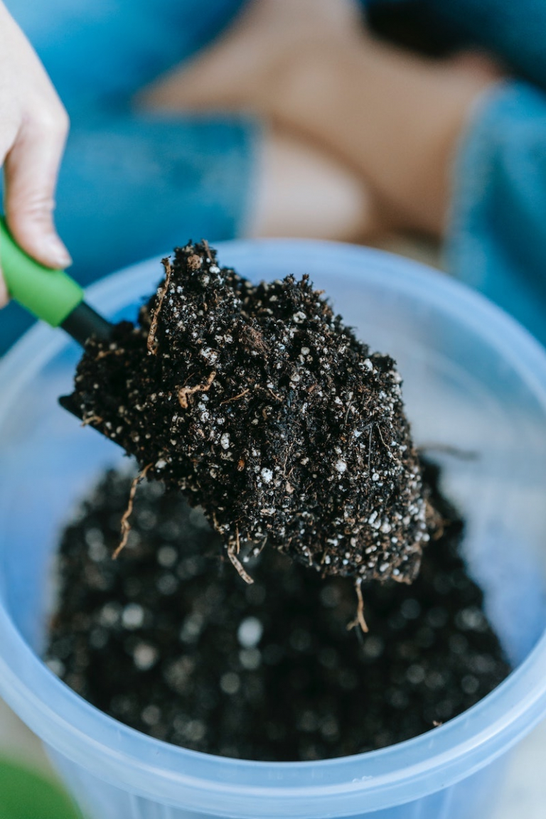 6 Organic DIY Indoor Plant Fertilizer Recipes That Work Like Magic!