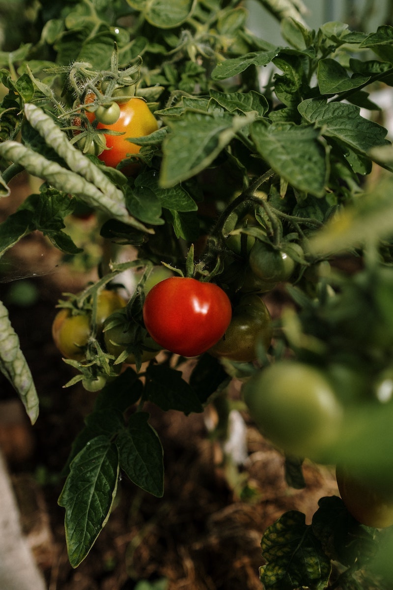 homemade pest control for tomato plants