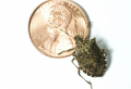 How To Get Rid Of Stink Bugs: 11+ Tips And Tricks