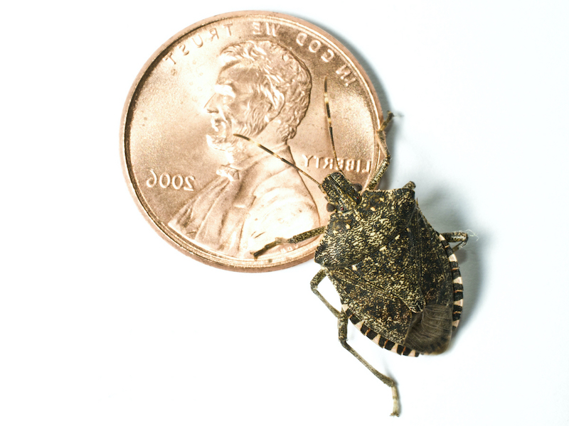 how do you get rid of stink bugs stink bug next to a penny