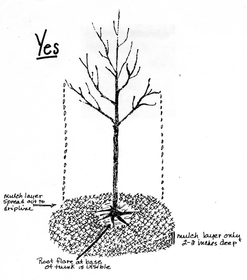 how far apart to plant fruit trees in an orchard