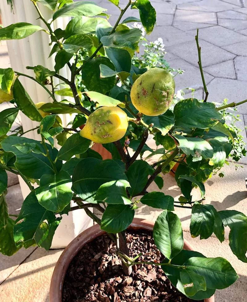 how long does lemon tree take to grow from seed