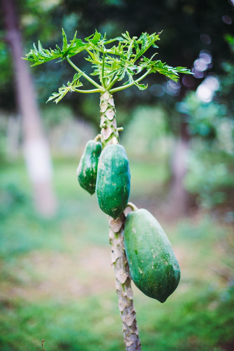 how long to grow a papaya tree from seed