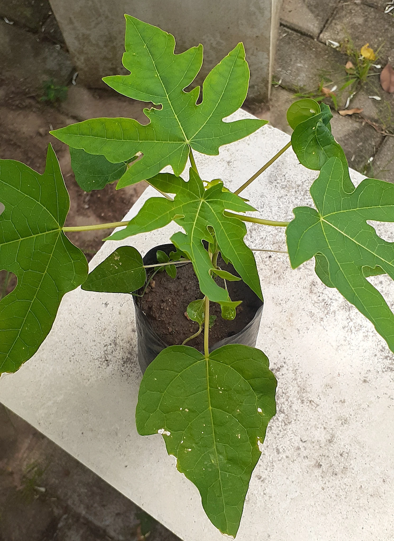how long to grow papaya from seed
