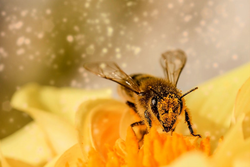 how to attract bees for pollination