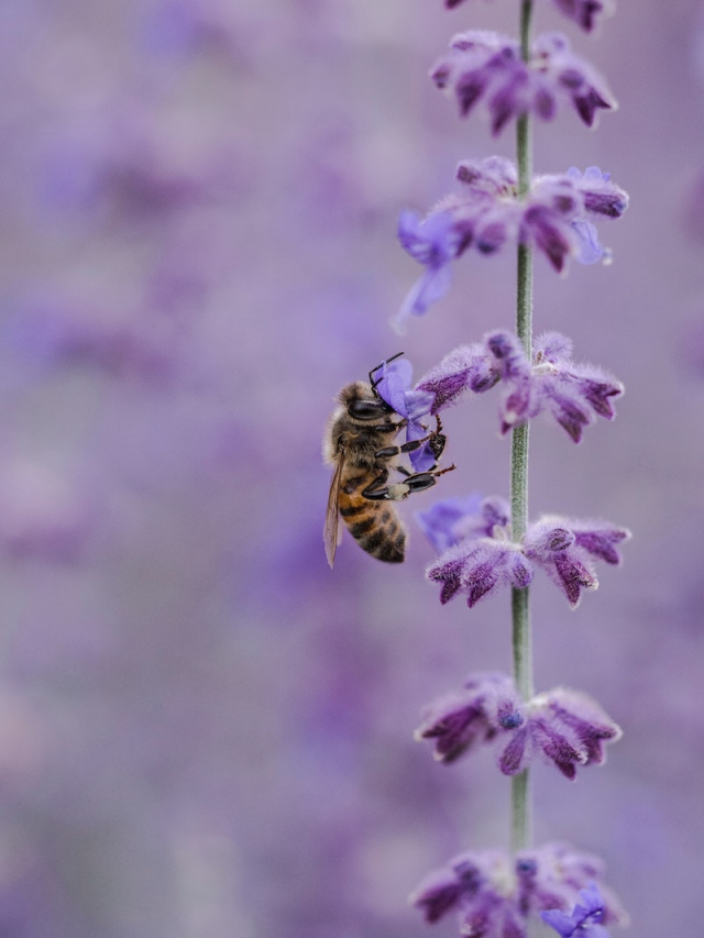 10 Best Flowers For Bees: How To Make Your Garden A Bee-Friendly Oasis