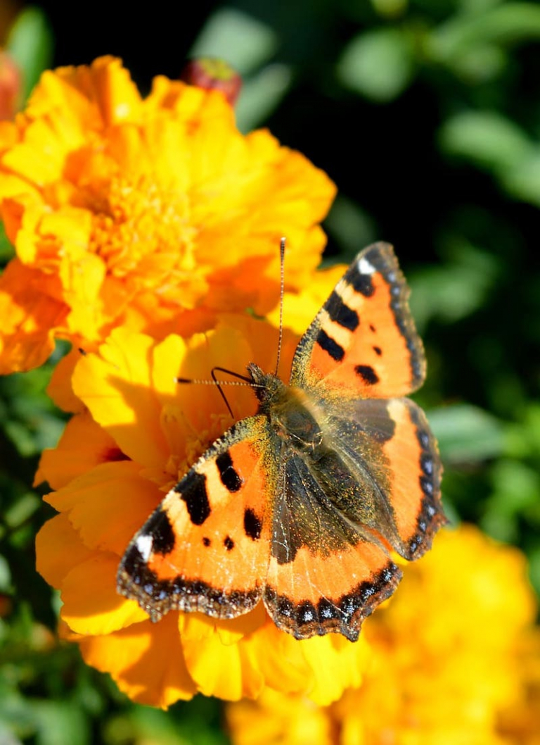 How to attract butterflies to your garden? Plant these 10 aromatic flowers
