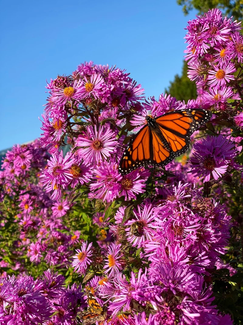 how to attract butterflies to your garden