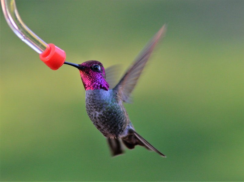 how to attract hummingbirds and butterflies