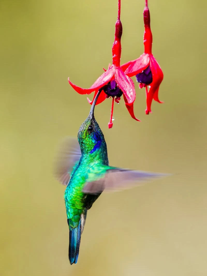 how to attract hummingbirds to your backyard