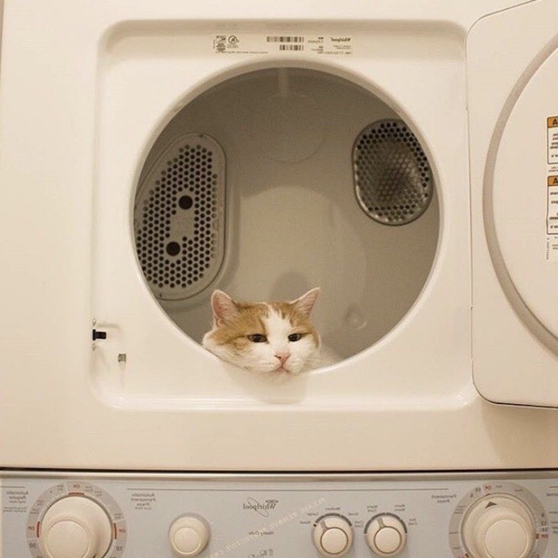how to clean your washing machine cat in the washing machine
