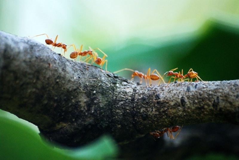 how to get rid of aphids ants on a tree branch