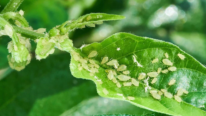 how to get rid of aphids aphids on a leaf