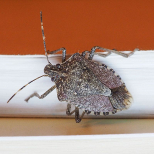 How To Get Rid Of Stink Bugs: 11+ Tips And Tricks