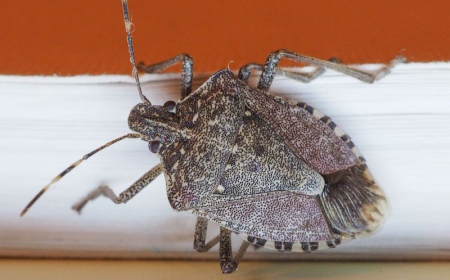 How To Get Rid Of Stink Bugs: 11+ Tips And Tricks